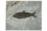 Detailed Fossil Fish (Knightia) - Wyoming #269833-1